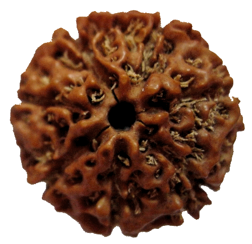 7 Mukhi Rudraksha